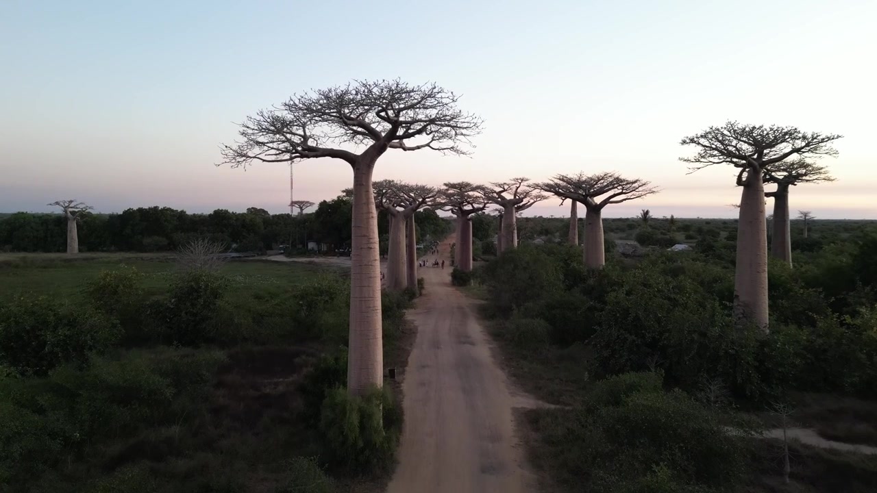 Madagaskar, Morondova'daki Baobab Yolu'nda dar toprak yol boyunca ilerleyen alçak irtifa drone takip çekimi. Yeşil vahşi doğadan yükselen görkemli dev antik ağaçların manzarası.