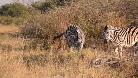 Herde-Von-Zebras,-Die-Gras-Auf-Der-Afrikanischen-Savanne-Weiden-Lassen