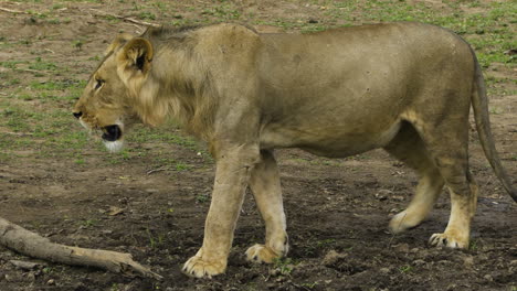 male lion walks away from two females lying panting on the ground