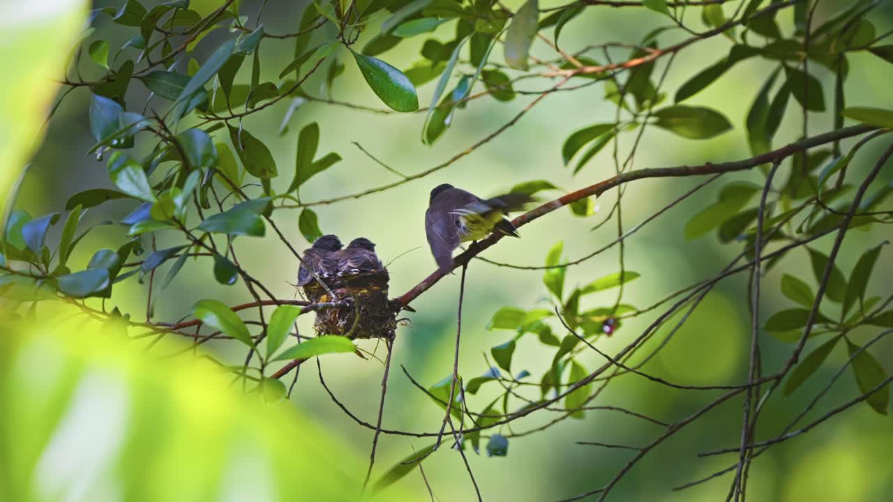Oriental Pied Fantail Birds On The Tree In The Forest - Low Angle Shot