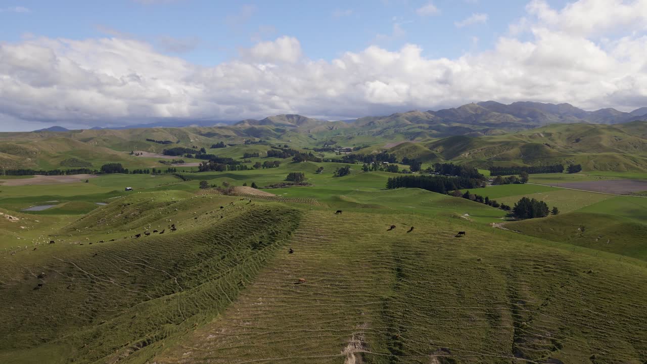 Mucche Black Angus che si crogiolano al sole su un ampio prato collinare a Marlborough, Nuova Zelanda.