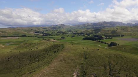 Vacas-Angus-Negras-Tomando-El-Sol-En-Un-Gran-Prado-Montañoso-En-Marlborough,-Nz