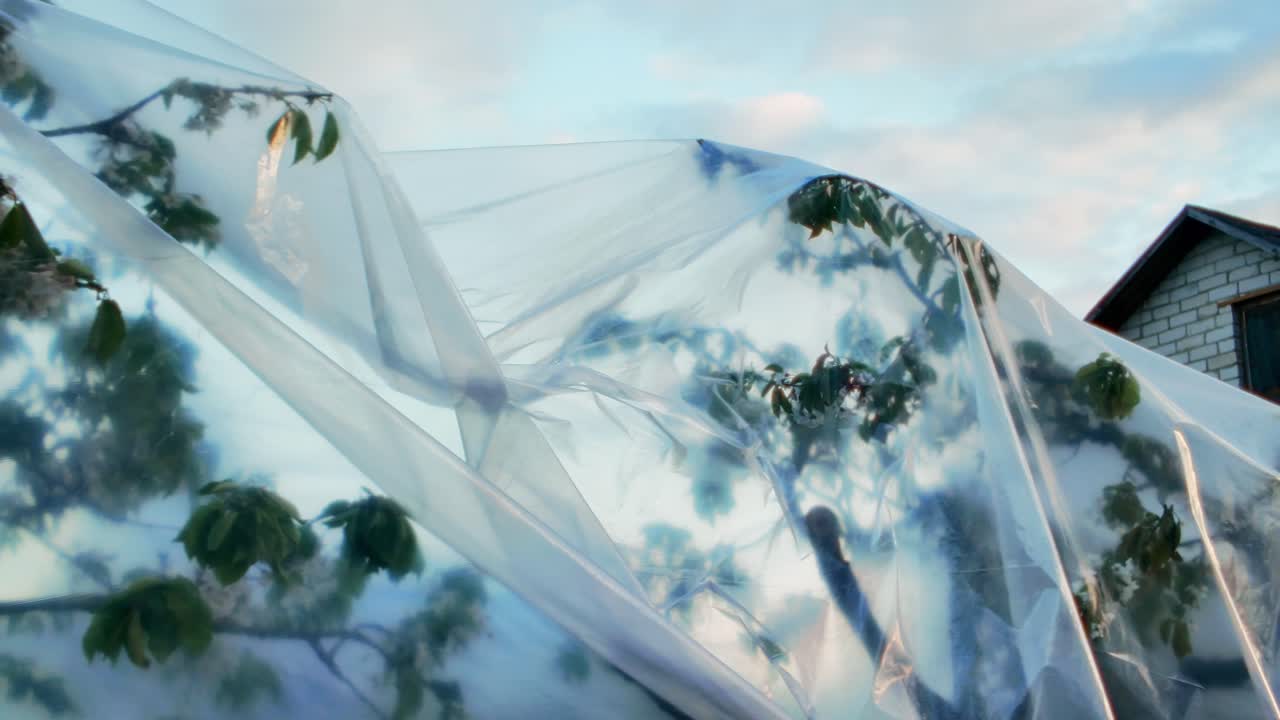 Transparent plastic draped over blossoming tree branches with a white brick house partially visible in the background. Daugavpils, Latvia (Latgale)