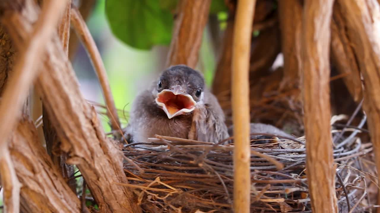 junge Küken, die tagsüber aus einem flachen Winkel im Nest ruhen