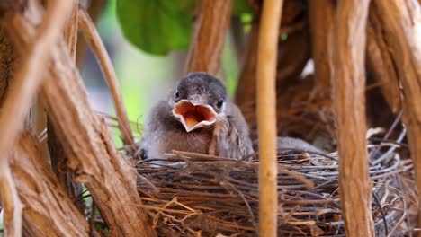 young-chicks-resting-at-nest-from-flat-angle-at-day