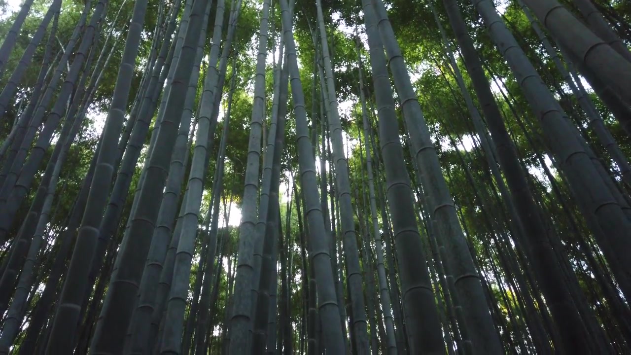 Fitte file di imponenti fusti di bambù si ergono verso una volta illuminata dal sole nella Foresta di Bambù di Arashiyama a Kyoto, Giappone, inquadratura dal basso.