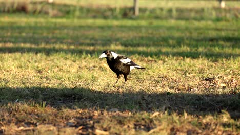 magpie performing territorial or mating display