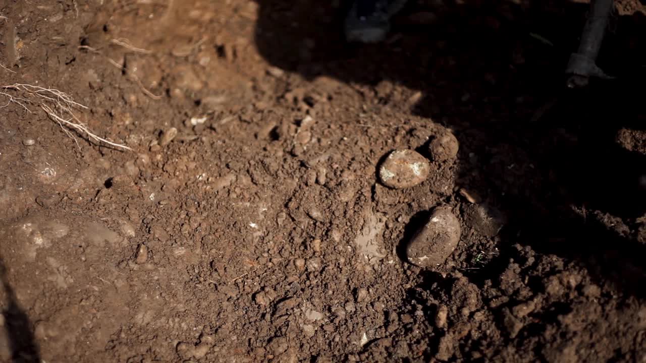 덥고 화창한 날에 씨를 심기 위해 괭이로 뿌리를 풀고 제거하는 농부들의 자세한 모습