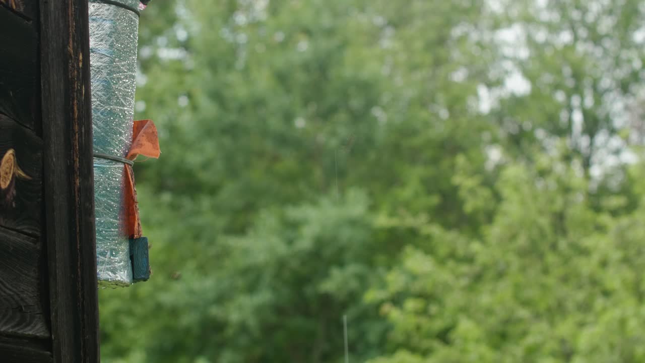 Homemade Insect Trap with Flying Insects in Garden