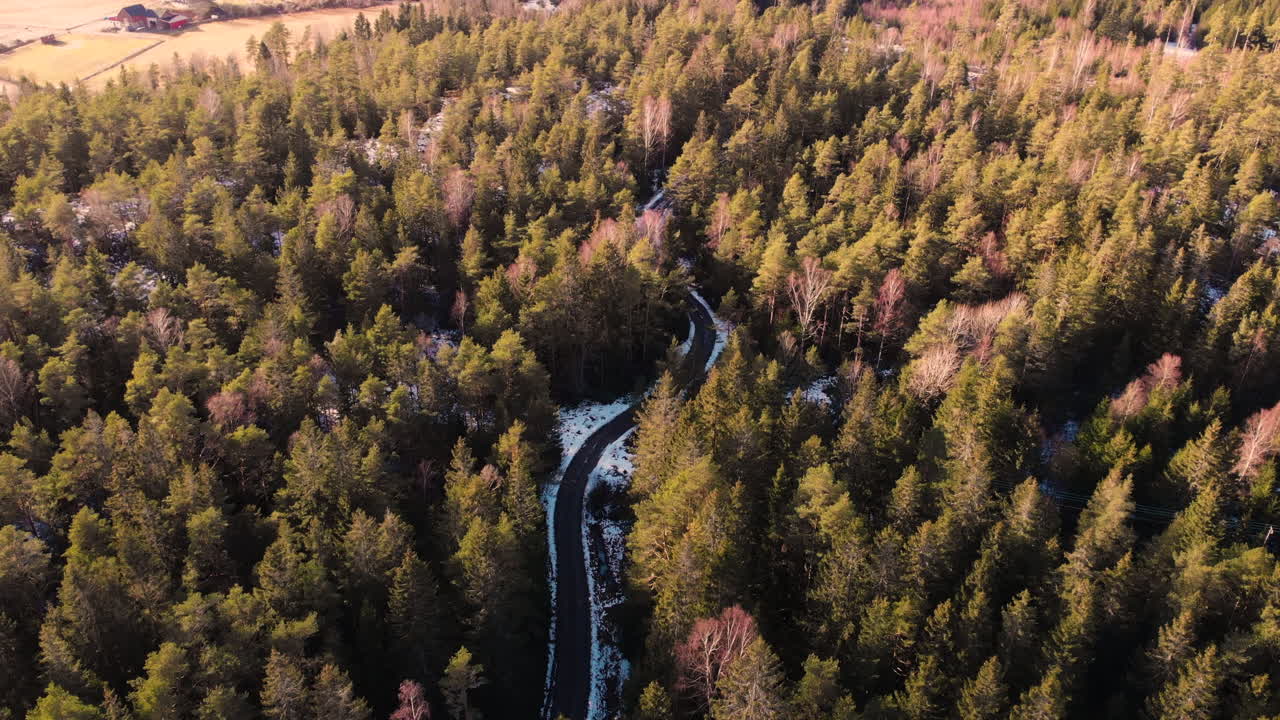 camino sinuoso a través del bosque de pinos a fines del invierno