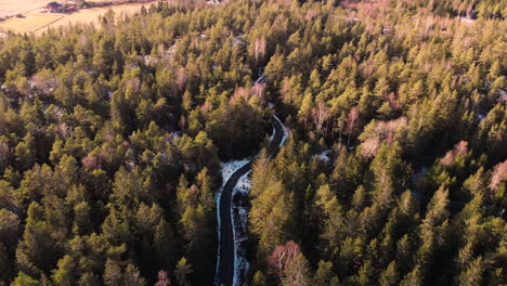 Winding-Road-Through-Pine-Tree-Forest-At-Late-Winter