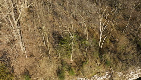 deers at the woods near swepco lake in arkansas, united states