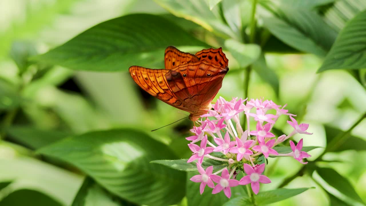 A vibrant orange butterfly flutters around pink flowers in a lush, green rainforest setting with natural lighting