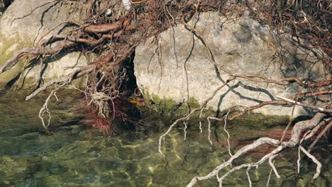 el río fluye suavemente más allá de las rocas y piedras, con raíces de árboles de madera en cascada en el agua