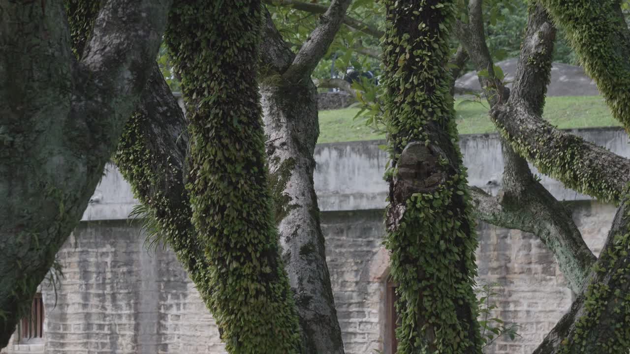 Looking at Stone Walls of Hobe Fort in Taiwan Through Mossy Trees