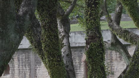 Looking-at-Stone-Walls-of-Hobe-Fort-in-Taiwan-Through-Mossy-Trees