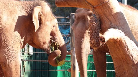 elephant enjoying food at melbourne zoo