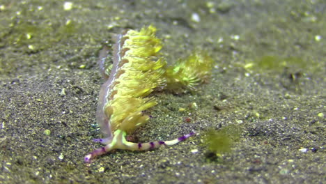 versión amarilla de nudibranquio pteraeolidia ianthina avanzando sobre fondo arenoso, temblando de izquierda a derecha debido a la corriente