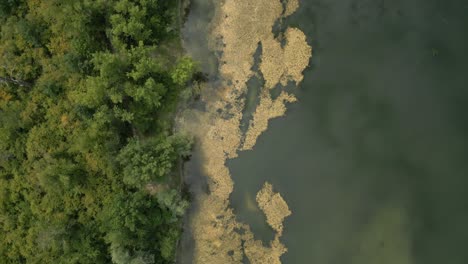 aerial shot of lake polluted by algae and shore with green trees, europe