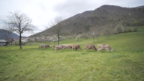 cows-grazing-in-field,-wide-back-dolly-moving-stabilized-shot,-bovines-in-pasture-in-spring