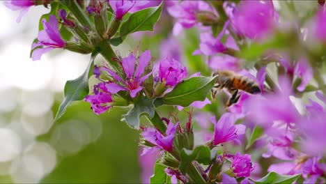 honigbiene sammelt süßen nektar aus lila blumen in einem garten