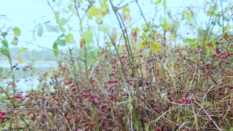 Epic-red-wild-berry-wet-by-the-dew-of-the-night