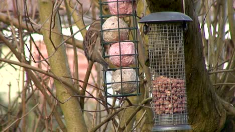 Sparrows-feeding-on-fat-balls-hanging-from-a-tree-in-a-garden-in-the-Rutland-county-town-of-Oakham