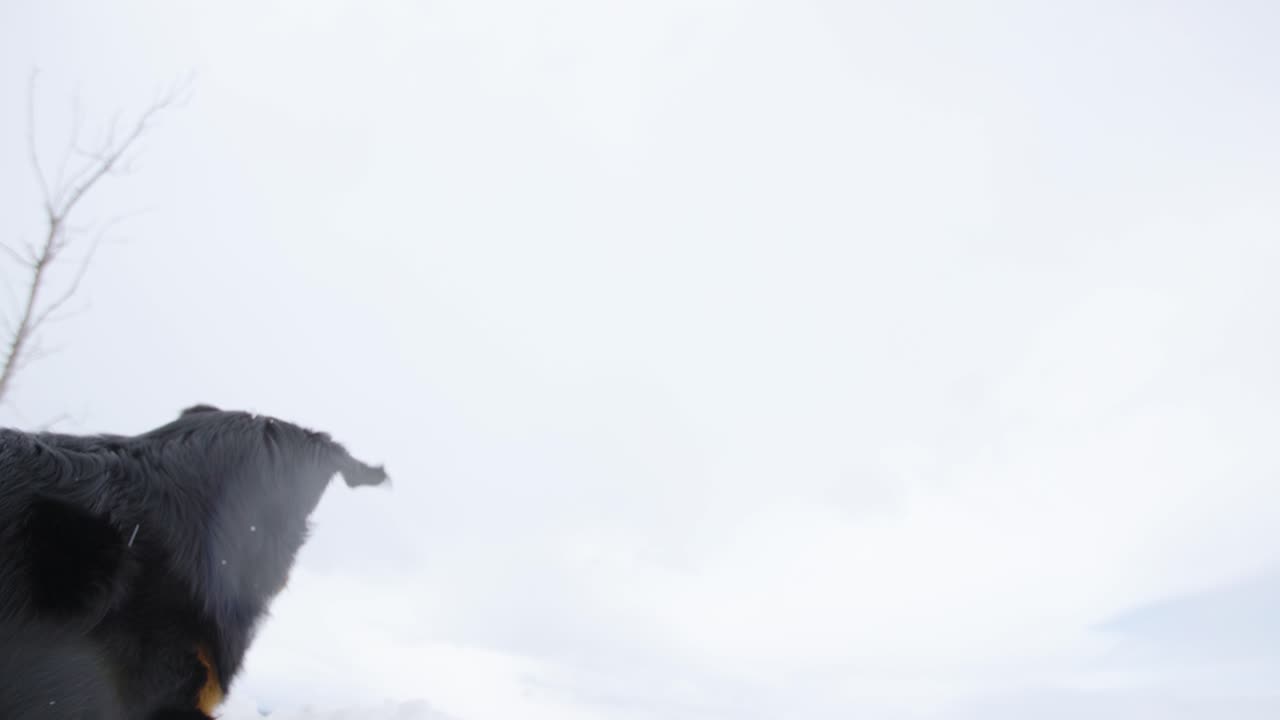 собака ловит падающий снег в замедленной съемке, 120 кадров в секунду, 4k