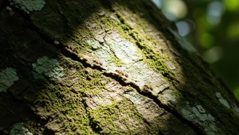 a close-up view of ants marching along a textured tree bark illuminated by soft sunlight, highlighting the intricate details of nature's small creatures