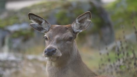 Portrait-of-Pale-brown-Fallow-Deer-beware-of-his-surroundings,-in-a-rocky-nordic-forest---Close-up