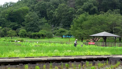 在東京的基塔亞馬公園的<unk>田有幾條步道,