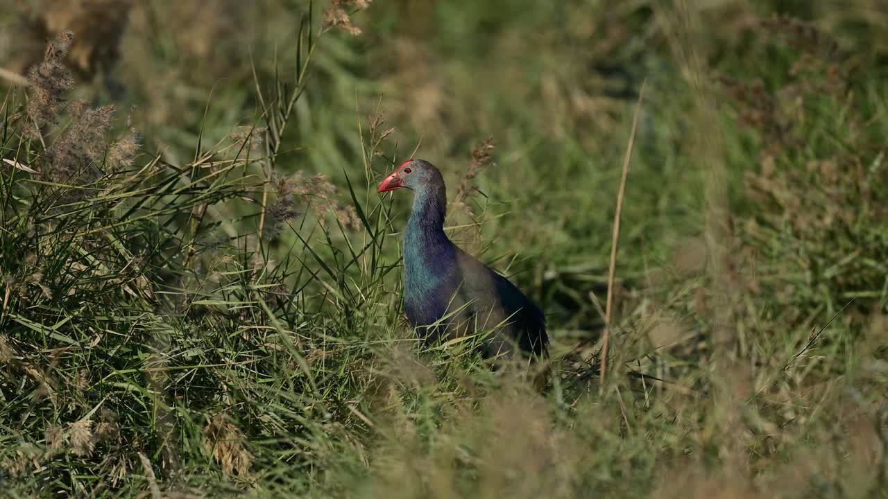 calamón deambulando entre los arbustos silvestres de los pastizales alrededor del lago en busca de alimento en el santuario de aves