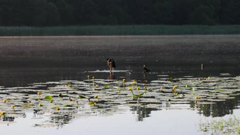 Hermosas-Aves-Acuáticas-En-Medio-Del-Lago-Sentadas-En-Rocas-Y-Secando-Plumas