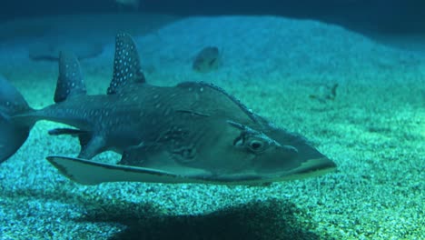 a guitarfish swims gracefully over sandy aquarium floor.