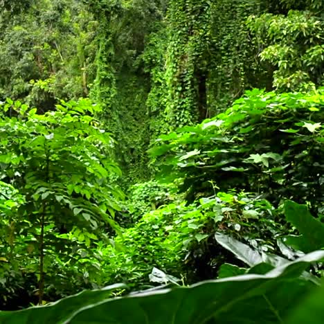 Beautiful-moving-shot-through-dense-green-jungle-paradise