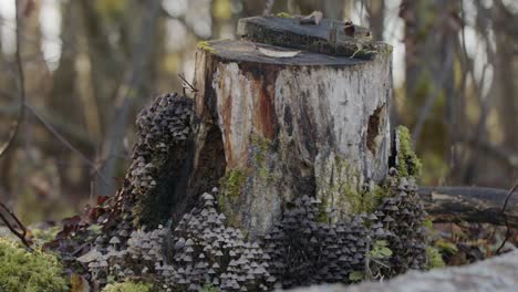 fungi, mushrooms growing on old tree stump