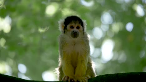 Adorable-Mono-Ardilla-Está-Buscando-A-Su-Familia