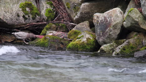 speckled seagull pulls at salmon skin on mossy rock near cold river