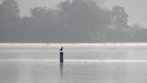 Eine-Möwe-Sitzt-Auf-Einem-Pfosten-Im-Wasser-Und-Wartet-Auf-Ihren-Morgensnack