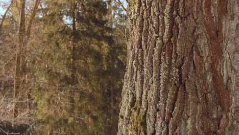 Roble-En-Invierno.-árbol-En-El-Bosque-De-Invierno.-De-Cerca.-Tronco-De-Arbol.-Corteza-De-árbol