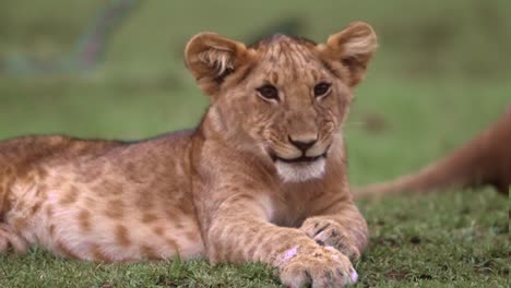 lion cub yawning