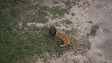 gato marrón demuestra dominación contra gato negro