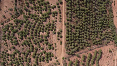 Blick-Von-Oben-Auf-Die-Schmale-Spur-Entlang-Dichter-Vegetation-In-Portugal