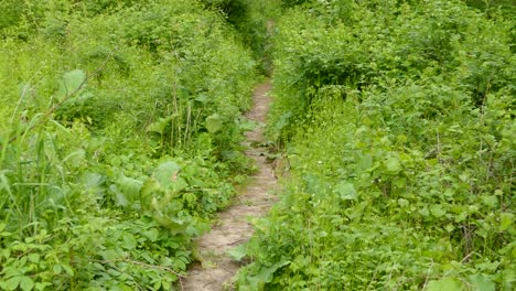 Liebenswertes-Kaninchen,-Das-An-Einem-Wolkigen-Frühlingstag-Auf-Einem-Futterweg-Zwischen-Dem-Gras-Läuft