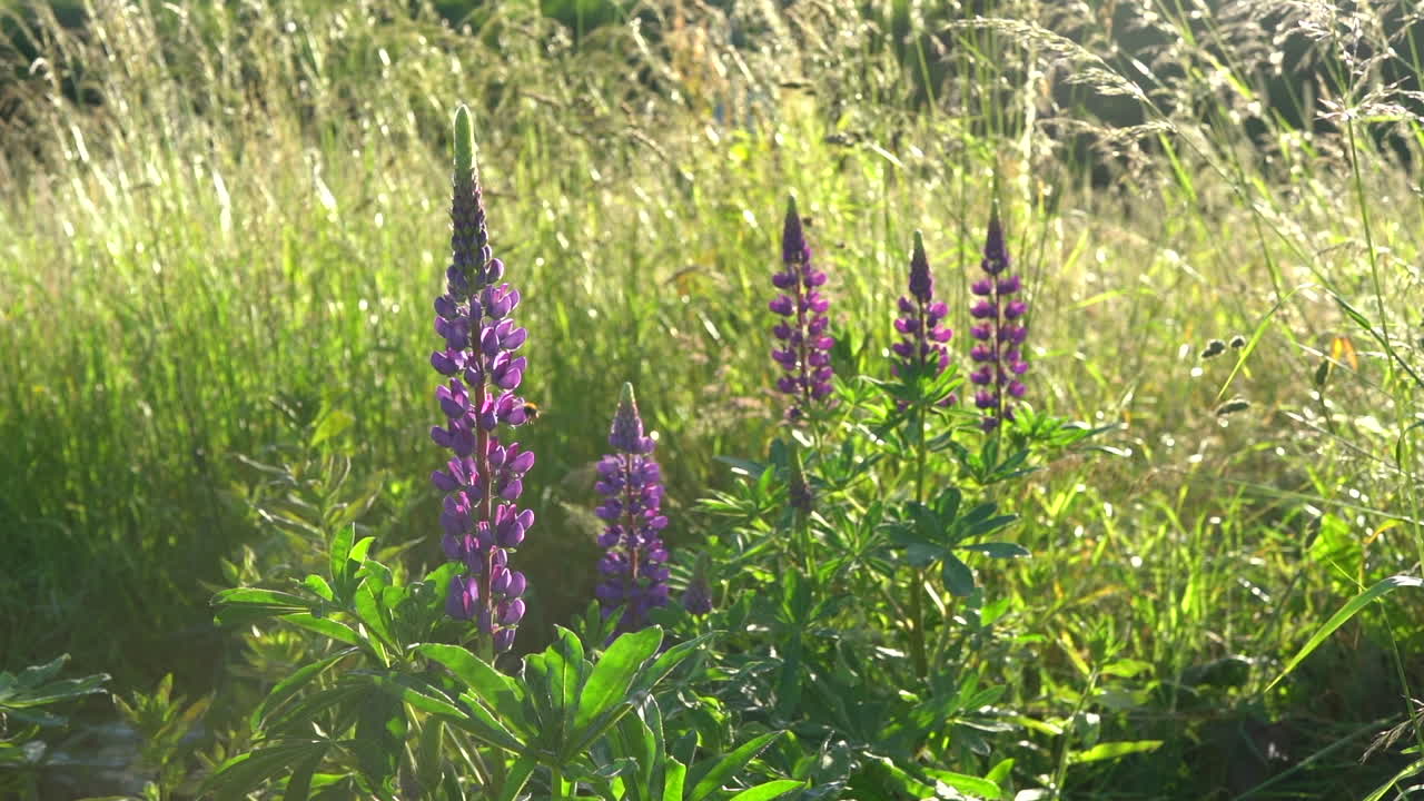 Blue Lupins and a slow motion bee in a field in summer