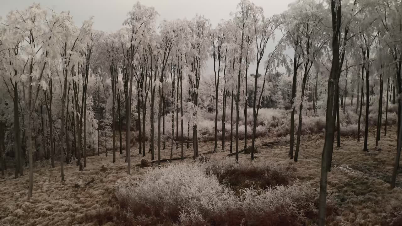 4k аэрофотосъемка полета беспилотника через замерзший зимний лес