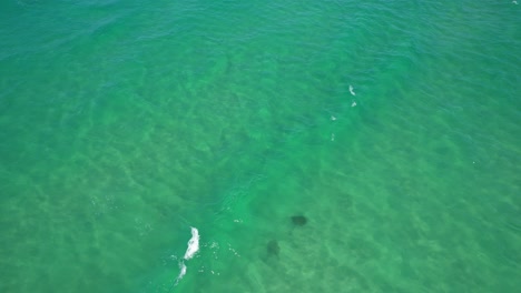 manta ray in palm beach - gold coast - queensland qld - australia - drone shot