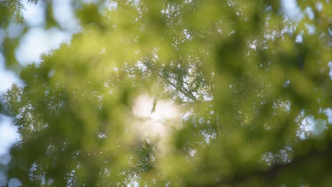 abstract natural trees background