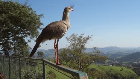 Vista-Cercana-Del-Pájaro-Brasileño-Seriema,-También-Conocido-Como-Cariama-Cristata