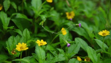 flor amarilla del bosque